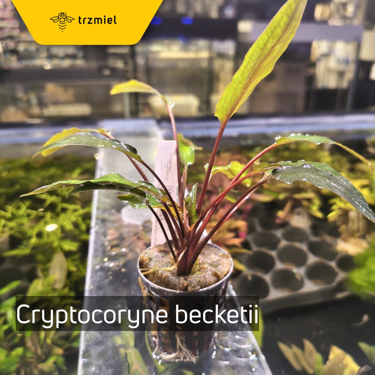 Cryptocoryne becketii